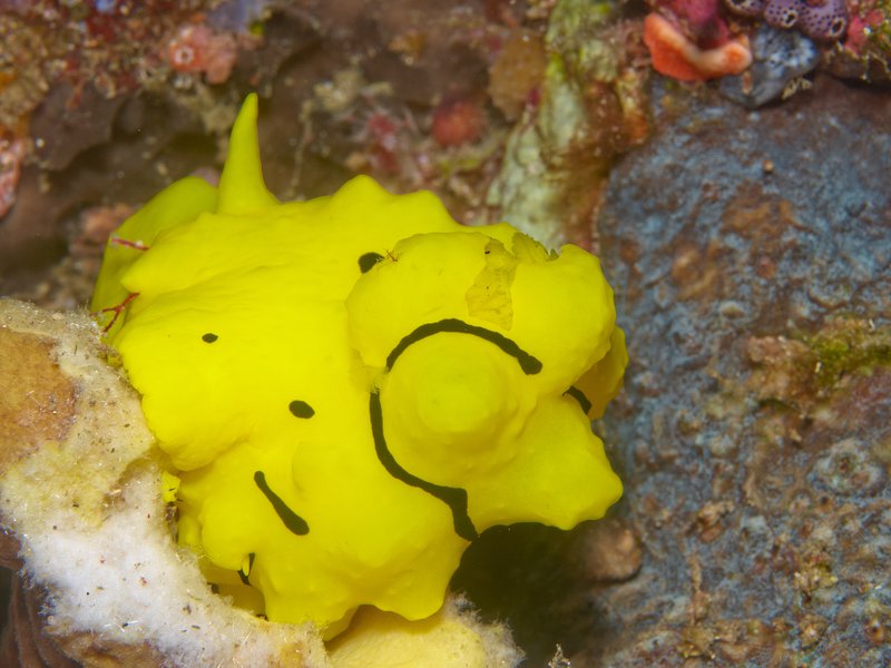 Nudibranch, Deep Turbo